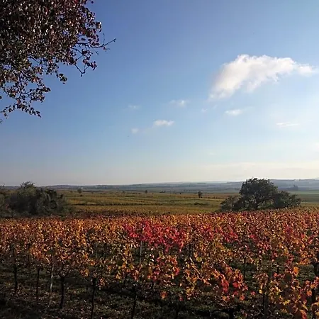 Weingut Wagner 홈스테이 Leodagger